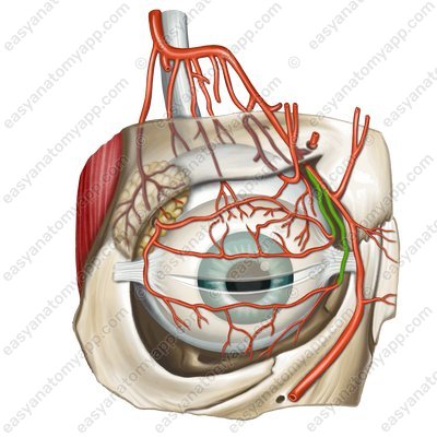 Medial palpebral arteries (arteriae palpebrales mediales)